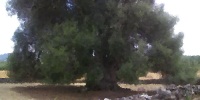 L'Albero